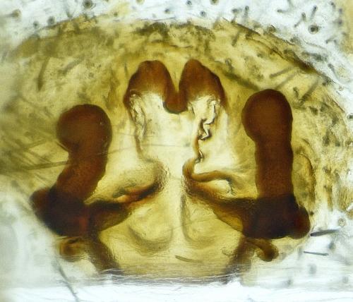 Pardosa saltans
